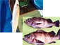 シロギス→メバルのリレー釣り